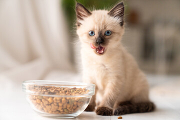 Funny little fluffy kitten eats dry food from a bowl. Kitten licks, delicious meal. Siamese or Thai cat breed - obrazy, fototapety, plakaty