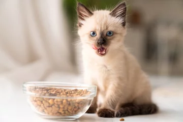 Funny little fluffy kitten eats dry food from a bowl. Kitten licks, delicious meal. Siamese or Thai cat breed © Yarkovoy