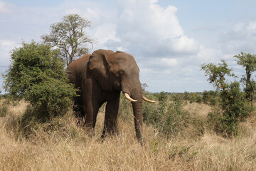 Fototapeta na wymiar Afrikanischer Elefant / African elephant / Loxodonta africana