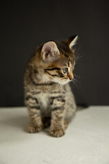 dark gray kitten sits on a black and gray background and looks at the camera
