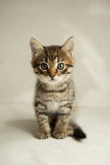 dark gray kitten sits on a gray background and looks at the camera
