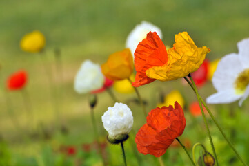 blossoming poppy flowers