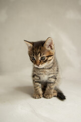 Fototapeta na wymiar dark gray kitten sits on a gray background and looks at the camera 