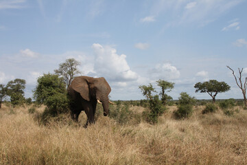 Obraz premium Afrikanischer Elefant / African elephant / Loxodonta africana