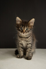 dark gray kitten sits on a black and gray background and looks at the camera
