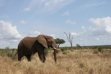 Fototapeta premium Afrikanischer Elefant / African elephant / Loxodonta africana