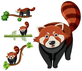 Set of different red pandas