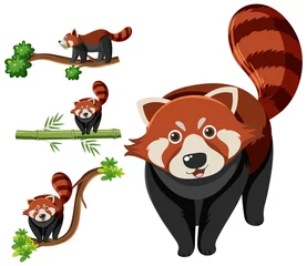 Afwasbaar Fotobehang Aap Set of different red pandas