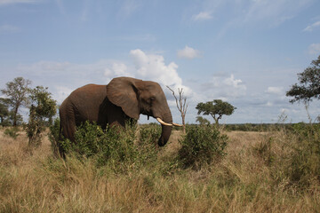 Obraz premium Afrikanischer Elefant / African elephant / Loxodonta africana