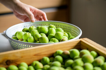 Making Japanese apricot syrup and liqueur.
Ume Shigoto,Japanese plum preparation.