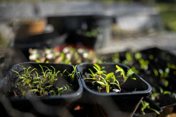 Seedlings on compost in pots in Australia 