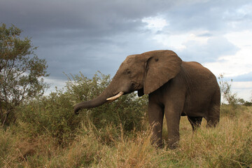 Obraz premium Afrikanischer Elefant / African elephant / Loxodonta africana