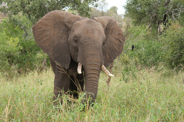 Fototapeta premium Afrikanischer Elefant / African elephant / Loxodonta africana