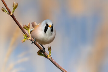 Bearded reedling, Panurus biarmicus. The male sits on a tree branch among the young leaves