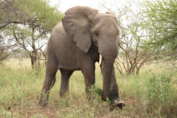 Afrikanischer Elefant / African elephant / Loxodonta africana