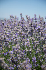 Obraz premium Bee pollination of a lavender flower in a lavender field, medium plan, horizontal 