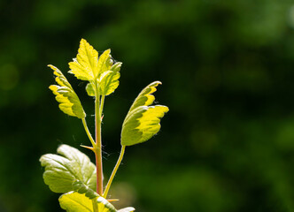 Green gooseberry leaves on a bush in the sunlight