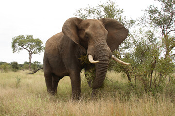 Fototapeta premium Afrikanischer Elefant / African elephant / Loxodonta africana