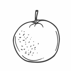 Doodle style fresh, juicy orange illustration in vector format