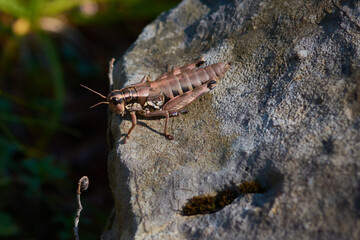 Gewöhnliche Gebirgsschrecke (Podisma pedestris)	