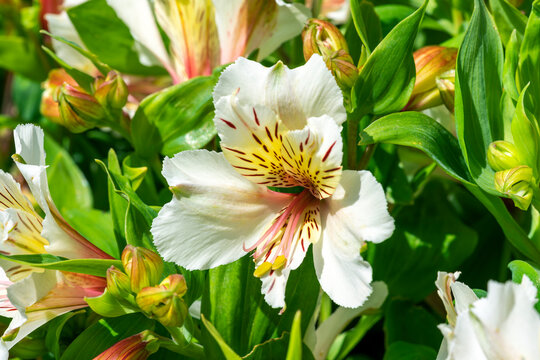 Alstroemeria 'Princess Stephanie' a dwarf summer flowering plant with a pink yellow summertime flower also known as Alstroemeria 'Stapirag' and commonly known as Peruvian lily, stock photo image