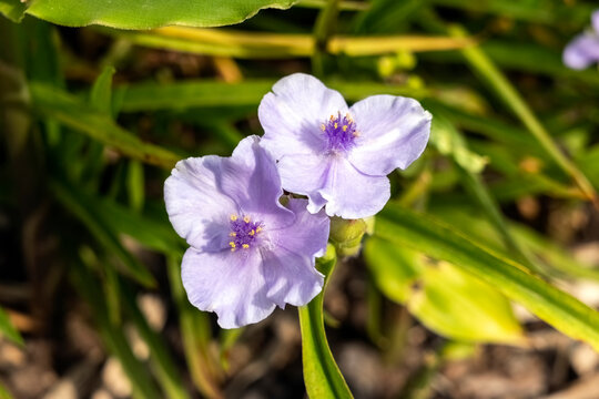 Tradescantia andersoniana group 'Little Doll' a summer flowering plant with a blue purple summertime flower commonly known as spider lily, stock photo image