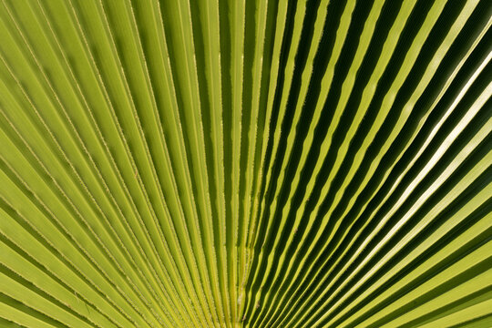 Date tree leaf, palm texture