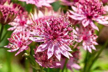 Astrantia major 'Roma'  a summer autumn fall flowering plant with a pink red summertime flower...