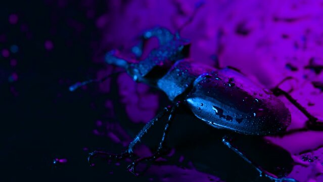 Horned beetle deer on violet wet neon surface with rain drops. Beautiful insect listed in Red List, largest rare male stag in europe - Lucanus cervus. Wildlife. Close up.