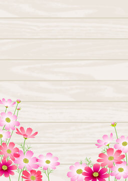 黄花コスモス の画像 8 064 件の Stock 写真 ベクターおよびビデオ Adobe Stock