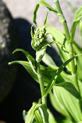 Not yet blooming Veratrum album in the arboretum of Tatranska Lomnica, High Tatras, Slovakia, highly poisonous. 