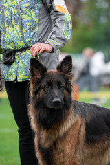 german shepherd dog