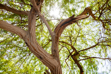 green tree and hot summer sunshine