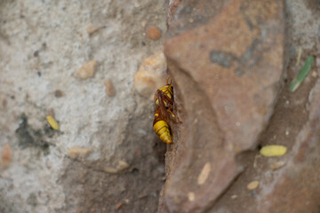thirsty yellow paper wasp on the ground