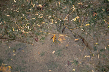 thirsty yellow paper wasp on the ground