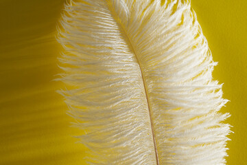 Closeup of soft Ostrich feather over bright yellow background with shadow