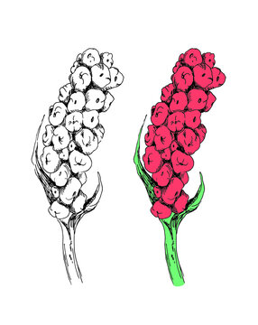 Arum italicum plant hand drawing. Red berries plant vector illustration.
