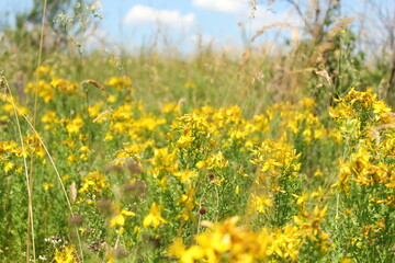 Hypericum flowers in the meadow