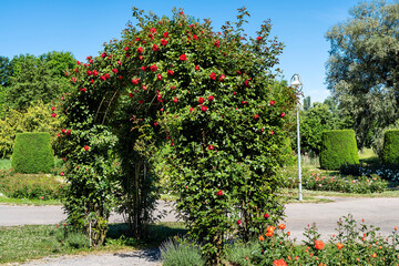 Fototapeta na wymiar Rosenblüte im Wertwiesenpark in Heilbronn