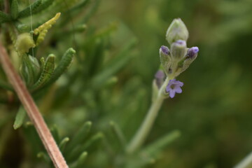 Lilac plant