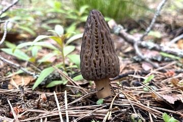 The first spring mushroom is real morel.