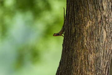 Common Garden Lizard or Oriental garden lizard or Calotes versicolor on tree trunk camouflaged in natural green background in forest of india