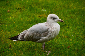 Galway, Ireland the city, the river and the buildings of this irish beautiful town