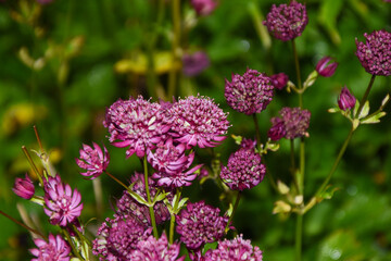 red wild flowers in an Irish garden in Galway in spring