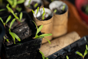 Seedlings on compost in pots in Australia 