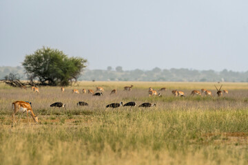 wild female blackbuck or antilope cervicapra or indian antelope grazing in scenic grassland landscape and flock of birds and herd or group of blackbuck in background at tal chhapar sanctuary india