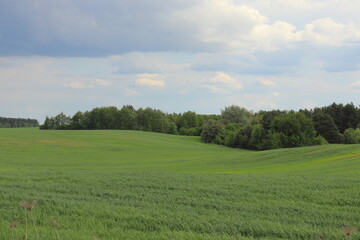 landscape with grass and sky