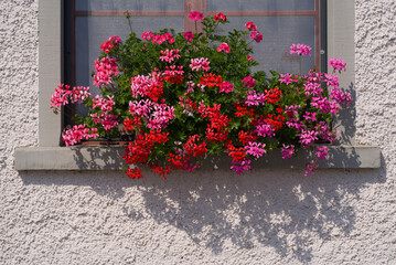 Beautiful flowers in pot on window ledge at traditional house at City of Zürich, district Schwamendingen, on a sunny summer day. Photo taken June 19th, 2022, Zurich, Switzerland.
