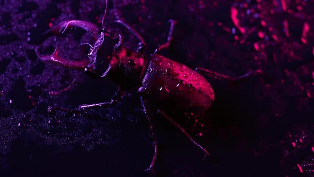 Beautiful insect listed in Red List, largest rare male stag in europe - Lucanus cervus. Horned beetle deer on dark colorful neon surface with rain drops. Wildlife. Close up.