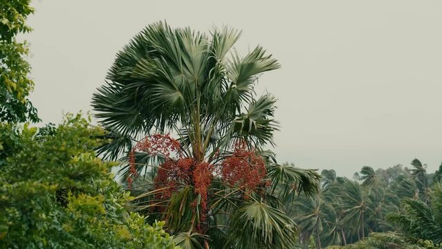 A strong wind sways trees, branches and palm trees on a summer day. Sea in the background.